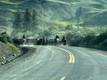 Davis Cattle Drive